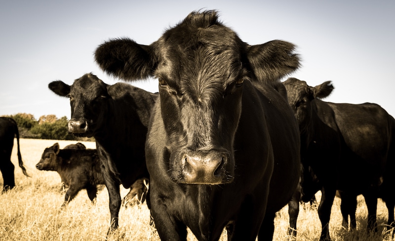 Black Angus cattle are the most popular cows for meat production