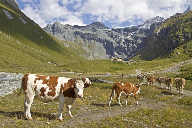 Simmental cattle in front of a mountain landscape.