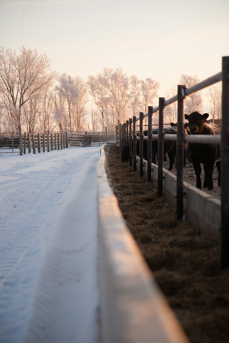 cow ranch in winter