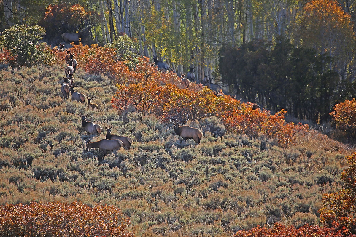 Elk Herd on Blue Creek Mesa Ranch