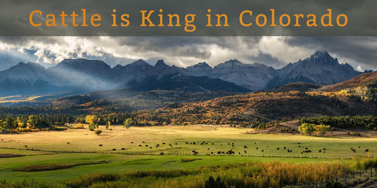 Eagle-Land-Cattle-is-King-in-Colorado-1-1