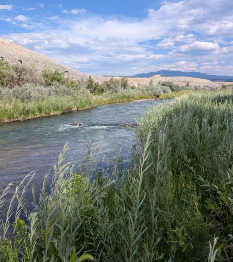 Uncompahgre River