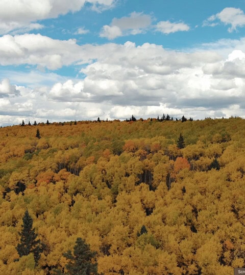 Arrowhead_Alpine_Fall_Color