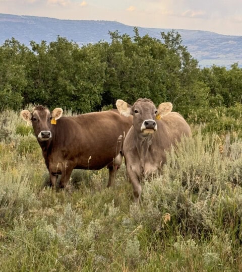 EGR Ranch Cows