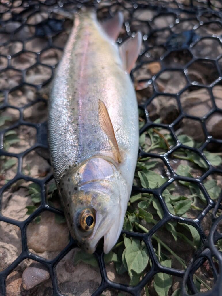 A streamer eating Rainbow Trout from the Uncompahgre System