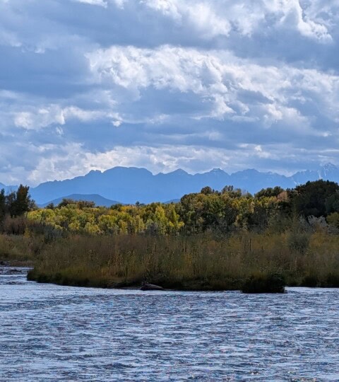 Uncompahgre River in Fall