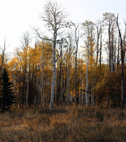 Aspens of Governments Springs