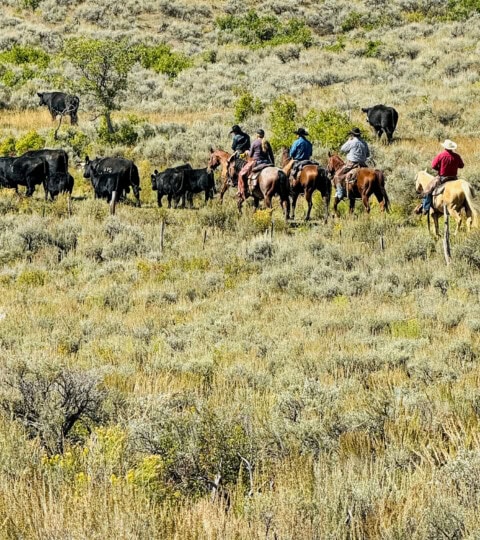 Cattle at EGR Ranch, Cimarron Colorado