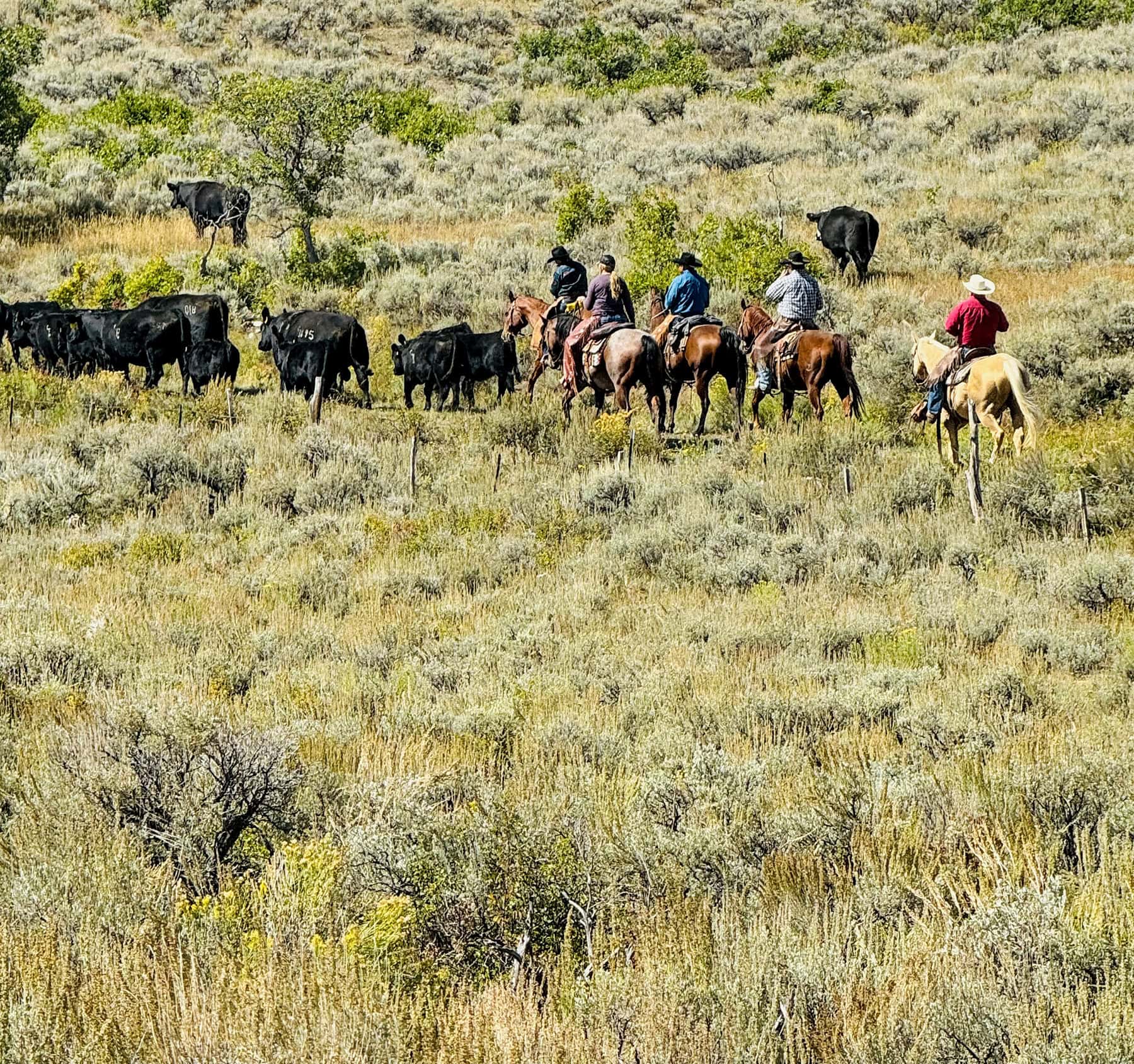 Buying Your First Ranch: What No One Tells You | Eagle Land Brokerage