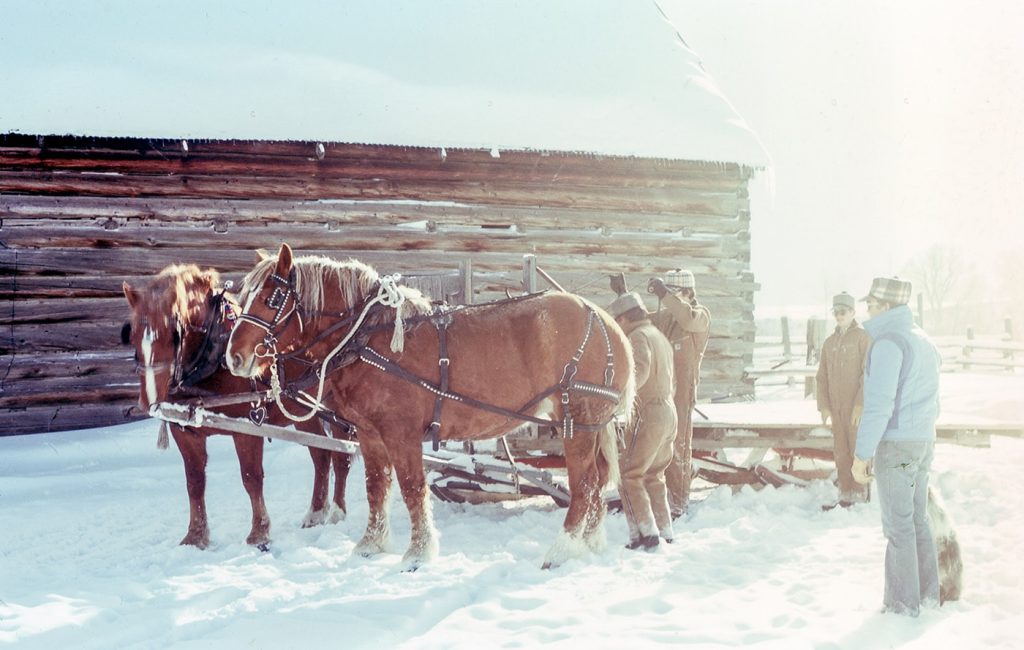 Clydesdale-on-ranch