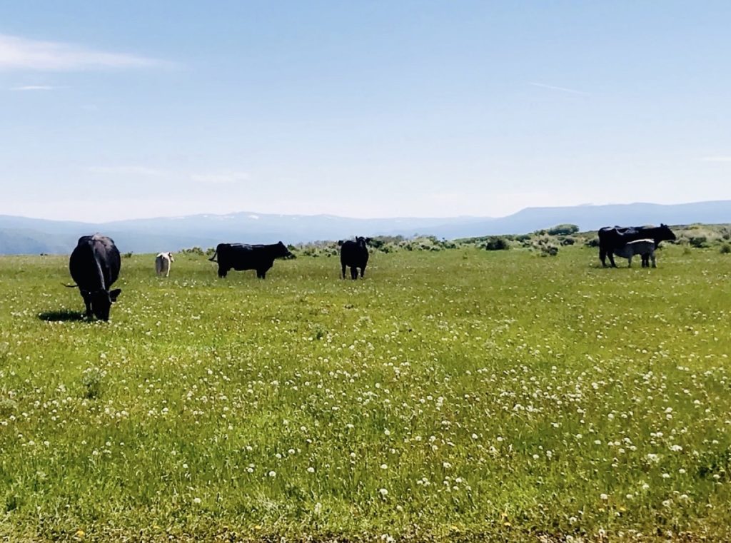 Grazing-Cows