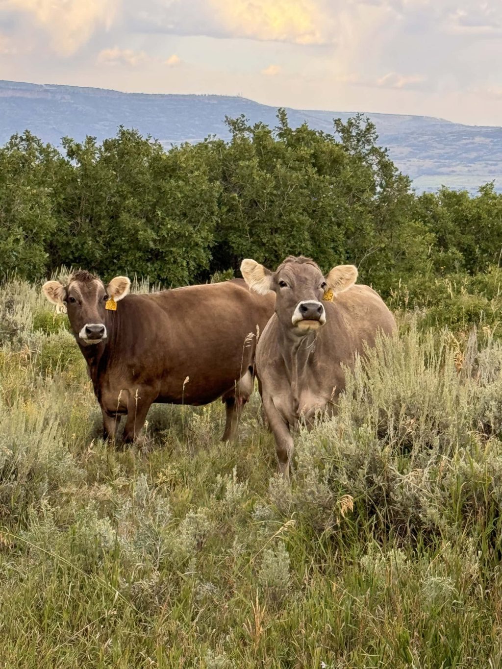 IMG_0285 copy EGR Ranch Cows