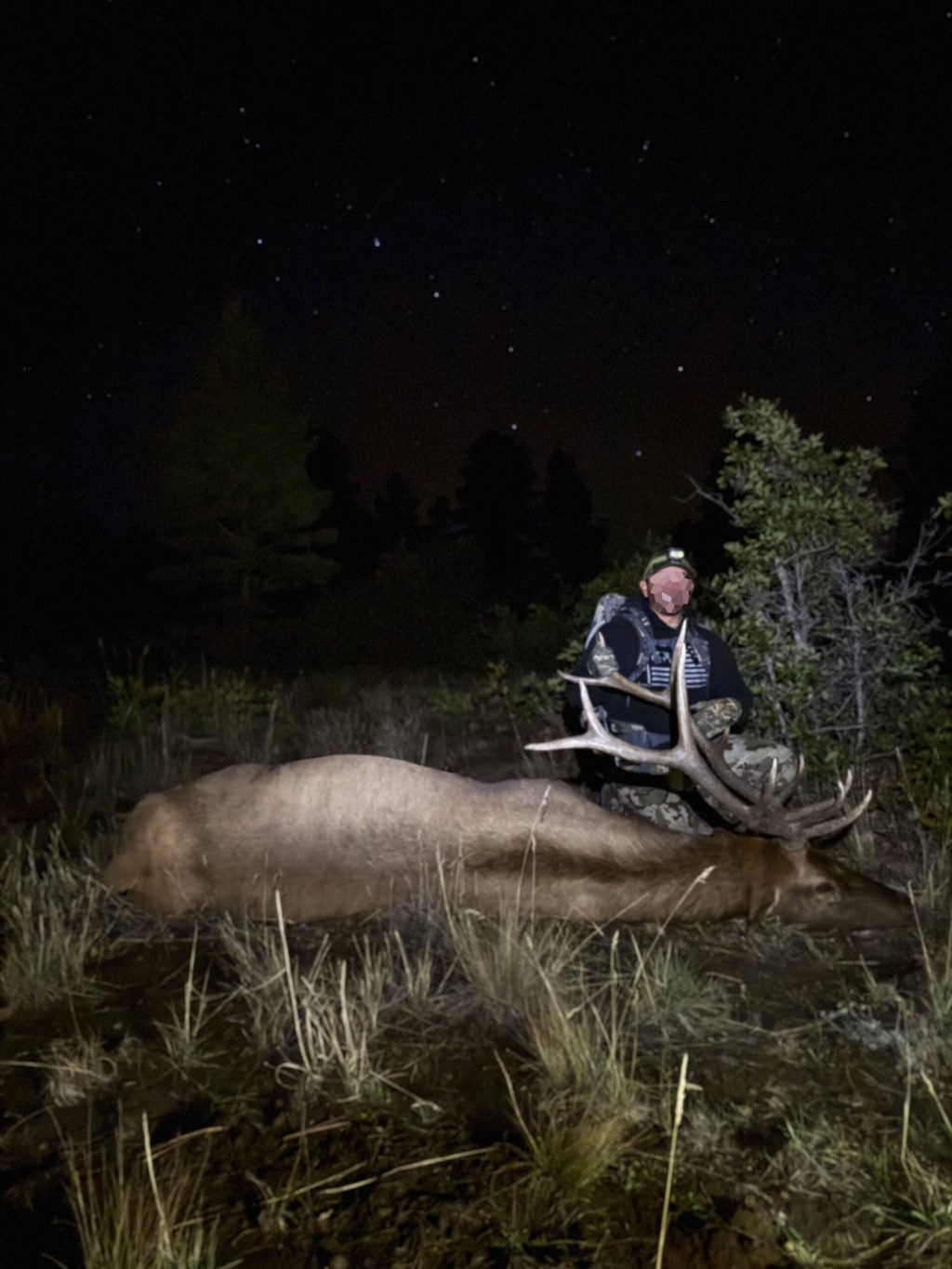 Bull Elk from The Preserve Ranches of Government Springs