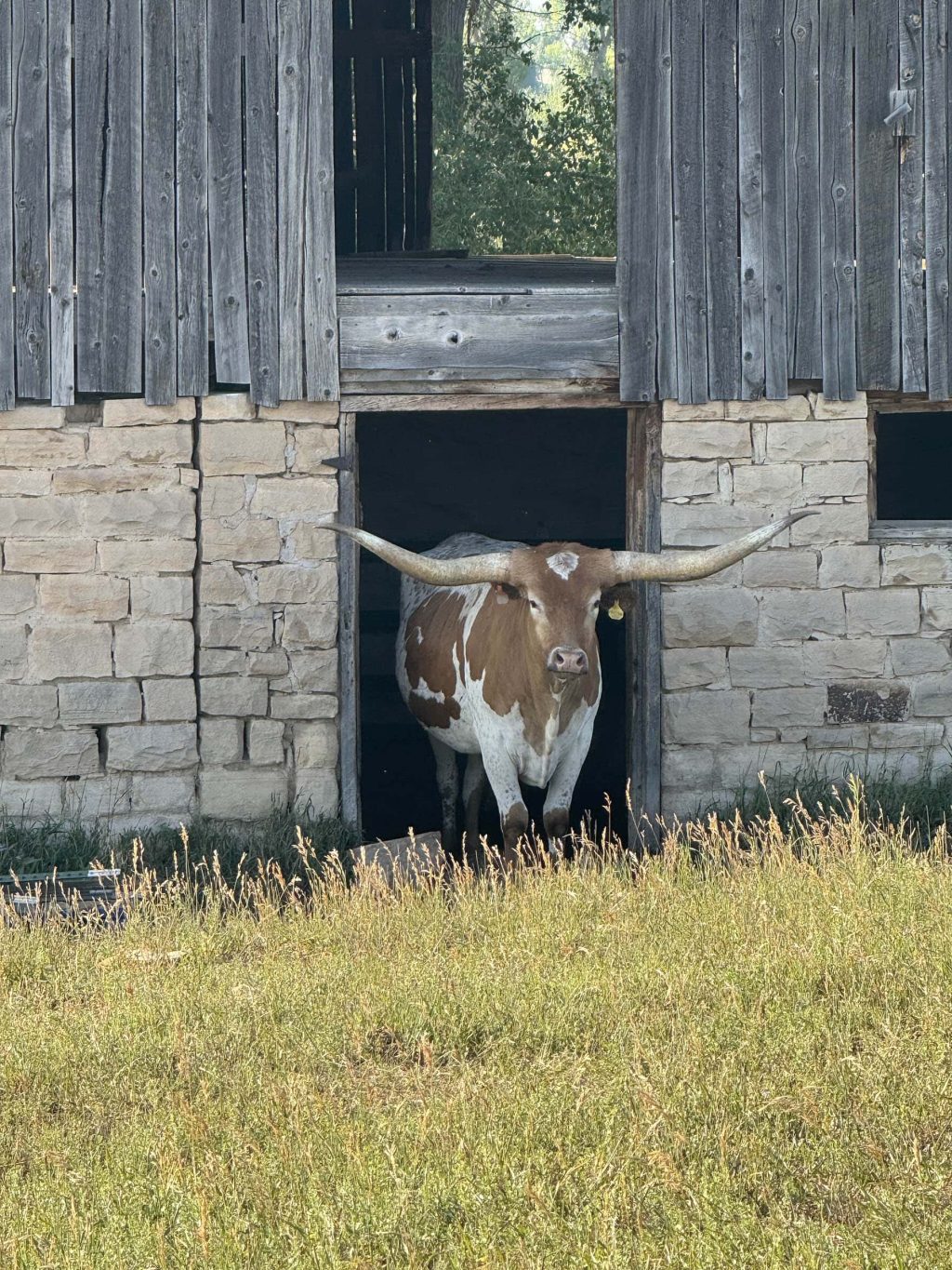 LongHorn_Montrose_Colorado