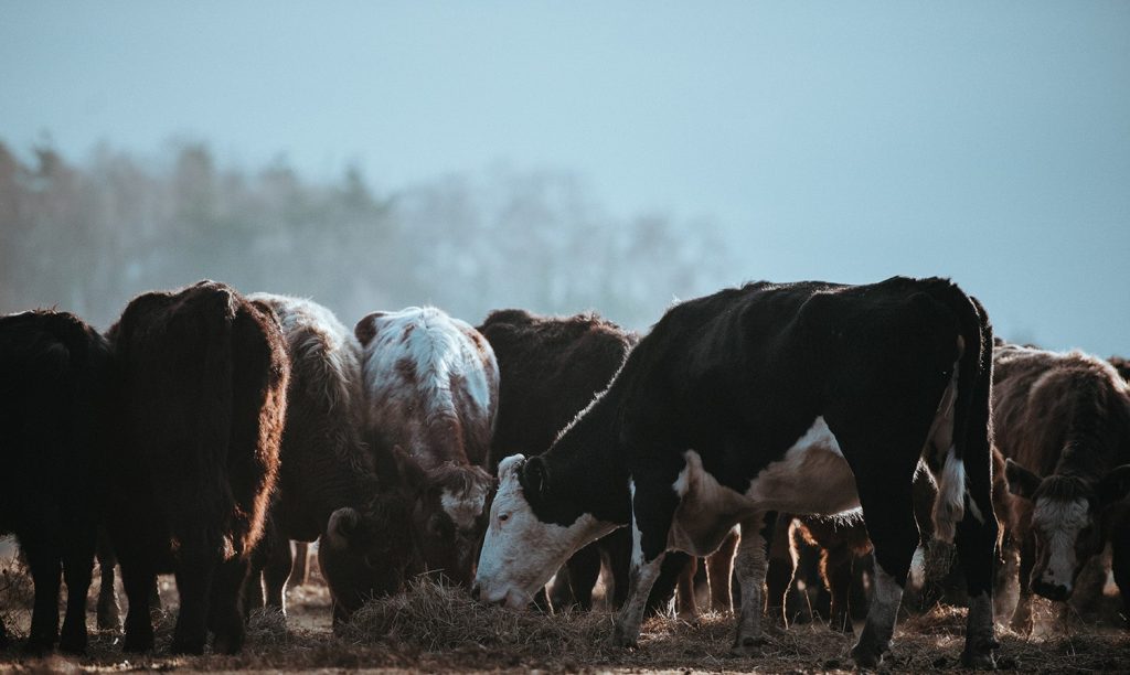 cattle-eating